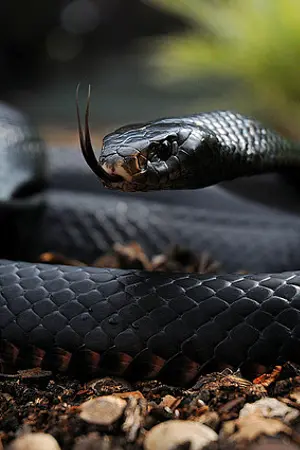 ปกนิยาย Snake. Chanyeol x You