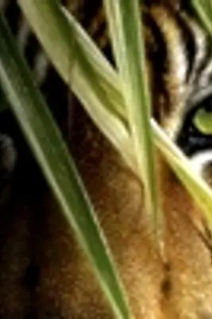 ปกนิยาย Kitty (Yuri / Thai-Fantasy)