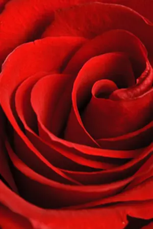 ปกนิยาย กลิ่นหอมแห่งฤดูร้อน