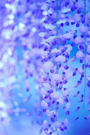 ปกนิยาย [Fic BNHA] แสงแห่งยุคสมัยใหม่ [All Might x OC]