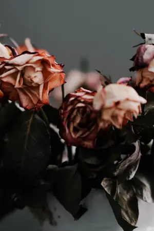 ปกนิยาย ศูนย์รัก [BL]