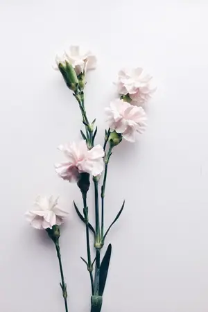 ปกนิยาย ♱ REAL #เรียลหลินฮุน | linhoon (thai ver.)