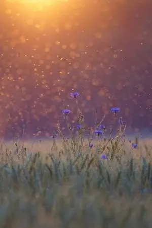 ปกนิยาย มนตร์จันทรา เขมจุฑามณี