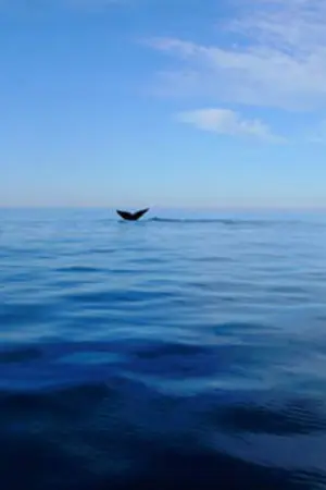 ปกนิยาย bts | whalien ; kookmin & vga