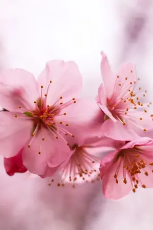 ปกนิยาย สานรักรอยปรารถนา