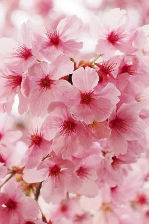 ปกนิยาย Sakura Mankai