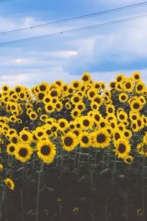 ปกนิยาย [ OS/SF ] When we | pd101