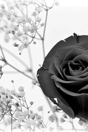 ปกนิยาย [ AU-Thai | Rose in the darkness | #MINHYUNBIN ]