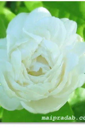 ปกนิยาย Just Flower มายามะลิลา (Yaoi)