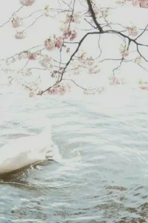 ปกนิยาย S.Swan Lake [KookV]