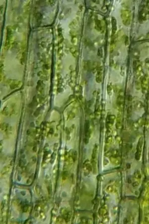 ปกนิยาย การสังเคราะห์ด้วยแสง