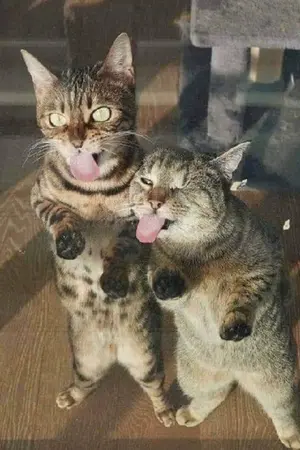 ปกนิยาย แมวที่มีเสียงแบบที่เราชอบ 🐈