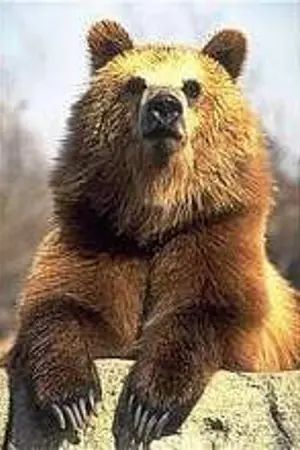 ปกนิยาย ก็มาพร้อมเพื่อนๆแท้ๆ แล้วทำไมมีแต่ฉันที่กลายเป็นหมีละ!!??