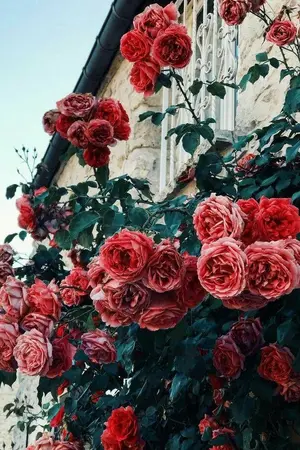 ปกนิยาย #คะนิ้ง (Yaoi)