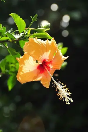 ปกนิยาย ช่อชบาคว้ารัก