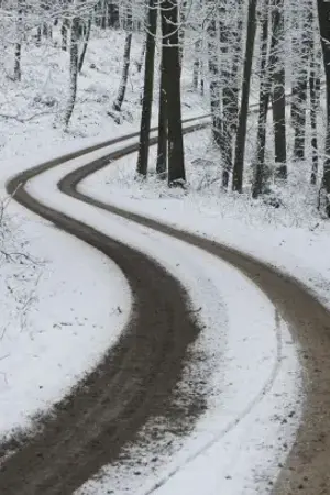 ปกนิยาย The Snow Forest