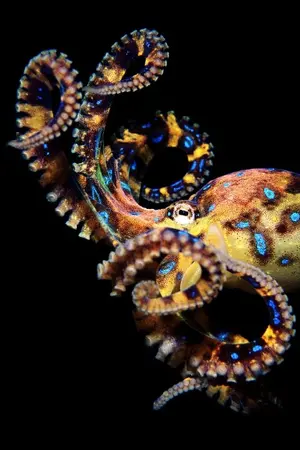 ปกนิยาย อีซีโอ (Ecio)