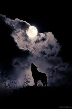 ปกนิยาย #TheAlphaJM [MINV]