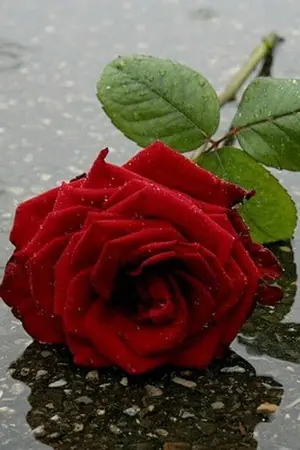 ปกนิยาย วิวาห์รัก กรงบาป