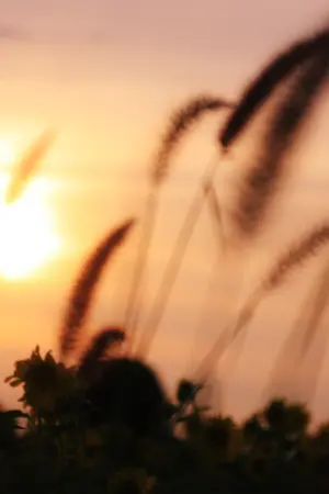 ปกนิยาย เจ้าดอกไม้สีเทา