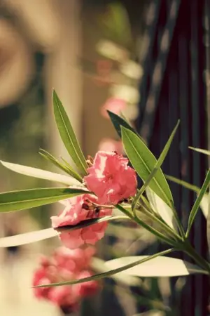 ปกนิยาย ชัลลุกา mpreg