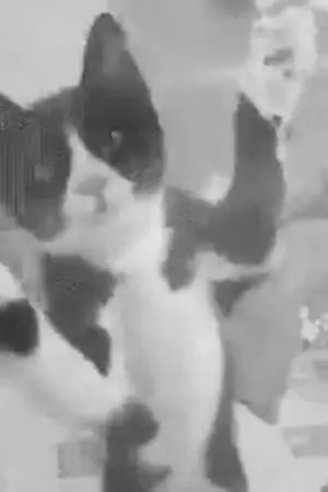 ปกนิยาย [JBJ] CURSED CAT (Hyunbin X Yongguk)