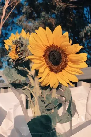 ปกนิยาย I always sunflower you มองเพียงแค่คุณ