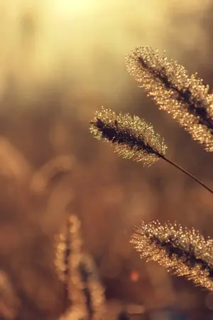 ปกนิยาย F A L L I N G S L O W L Y || BTS SF STORE