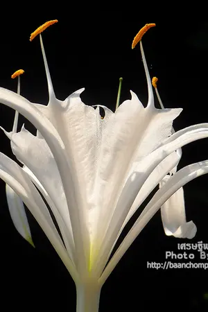 ปกนิยาย มังกรเด็ดบุปผา(ทะยอยแก้)