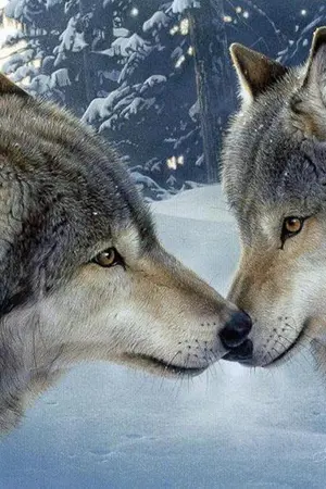 ปกนิยาย [Fic GOT7] Love with Wolf {BNior ft. MarkBam}