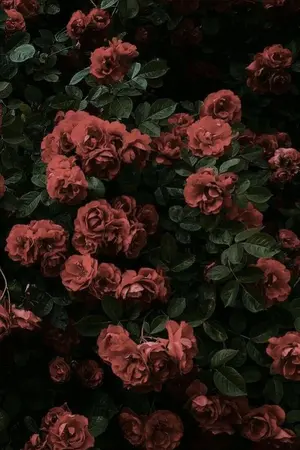 ปกนิยาย One Shot - DARREN