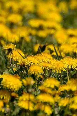 ปกนิยาย [ The Witcher AU ] The Poetry of Dandelion ( Geralt & Jaskier //Geraskier )