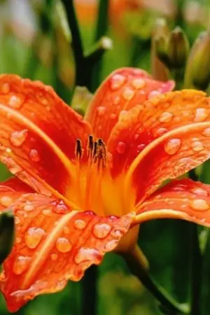 ปกนิยาย [Nurarihyon no mago] ยามเมื่อความมืดกลืนกินแสงสว่าง