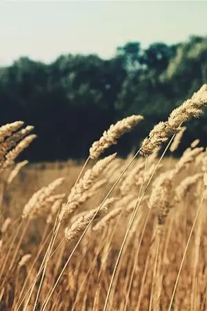 ปกนิยาย [FIC Kill Your Darlings]A Lovely Day of Lucien