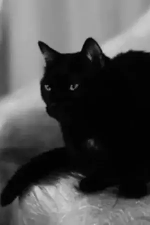 ปกนิยาย [SVT|SF] Meaw | แมนชั่น3 AU