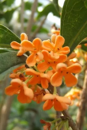 ปกนิยาย 그날의 밤 (หอมราตรี)