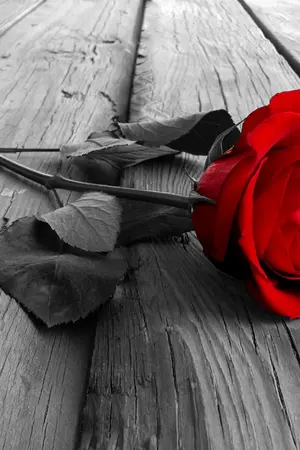 ปกนิยาย ผูกรัก พันหัวใจ ไว้รักคุณ