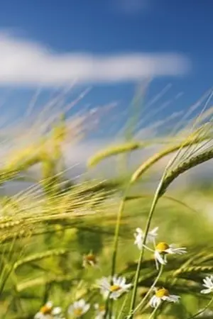 ปกนิยาย บทเพลงรักกลางสายหมอก