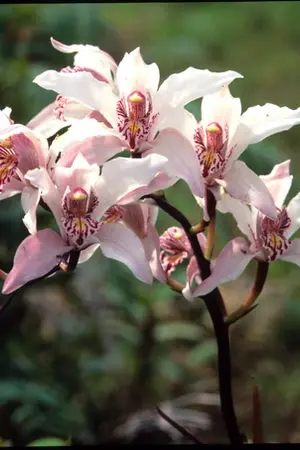 ปกนิยาย กระบี่ไร้น้ำตา