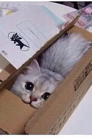 ปกนิยาย รักหรือหลง?