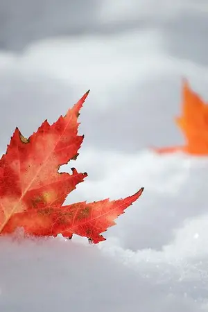 ปกนิยาย AU Fanfiction QZGS - Legend of Glory