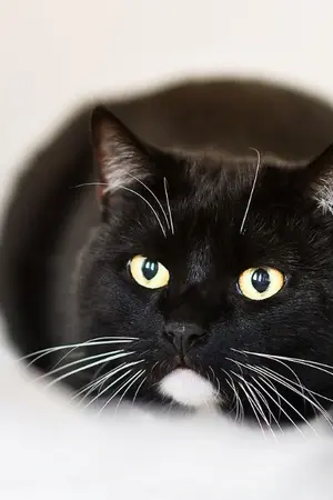 ปกนิยาย The Curse สายเลือดต้องสาป (Yaoi) ภาคไพซูลิน x อลิส