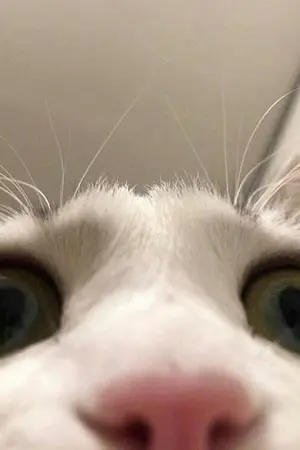 ปกนิยาย GOT7 : วิฬาร์ 😾 MarkBam