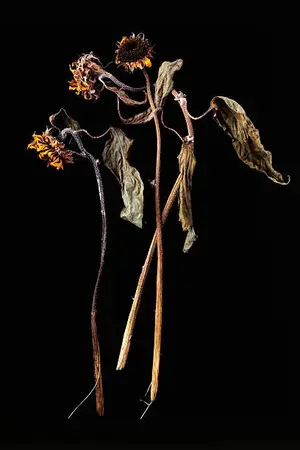 ปกนิยาย Abyssal Hatred : ทิวาวาย