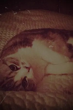 ปกนิยาย สัตว์เลี้ยงเหมื้ยวน่ารัก