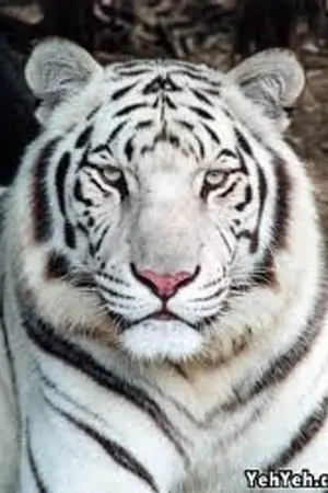 ปกนิยาย [Fic] Animals (YURI)