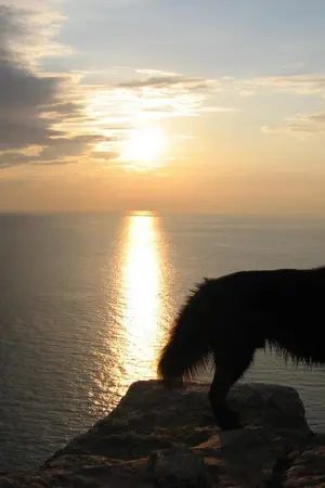 ปกนิยาย {Yaoi}My warewolf วุ่นวายหมาป่าหนุ่มนักฆ่า