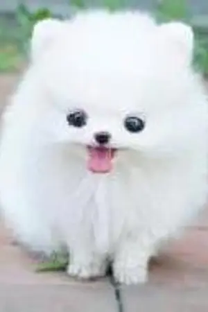 ปกนิยาย รักได้ไหมค่ะ? ผู้ชายคนนี้...