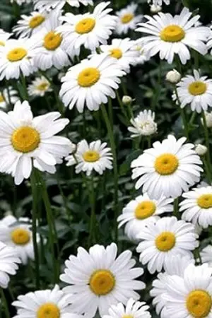 ปกนิยาย Dead Off Live