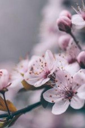 ปกนิยาย พลิกชะตาสู่อิสรภาพของหญิงงามอันดับหนึ่ง